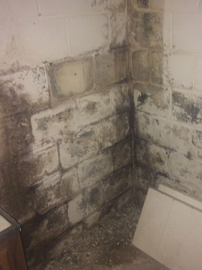 Dark moisture staining and visible growth in the corner of a masonry basement